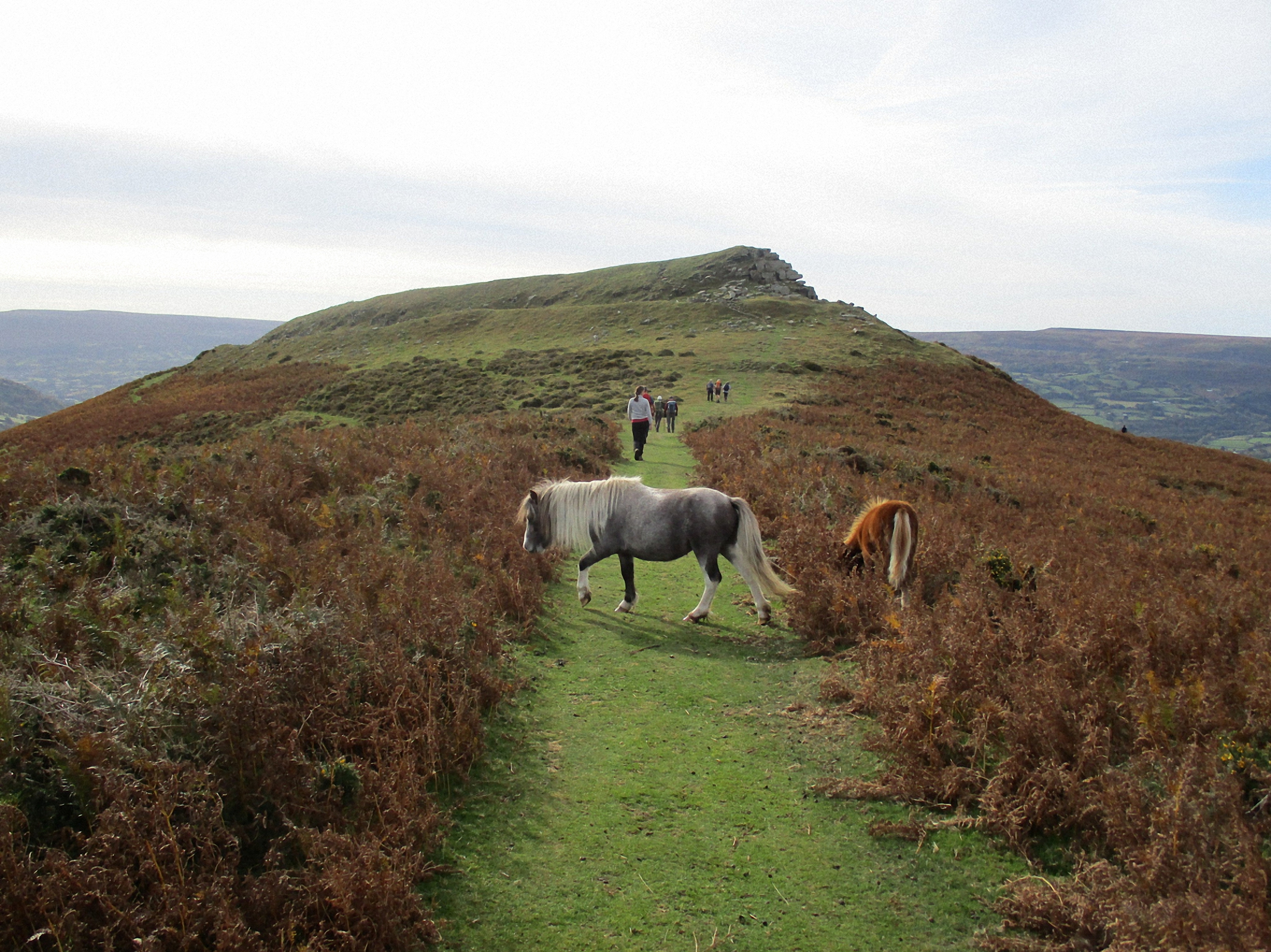 Ponies on the way to Table Mountain, Photo by Judy Renshaw